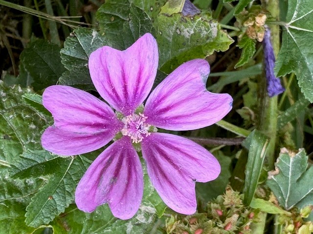 lilla blomst